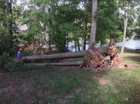 Centreville Tree Services image 4